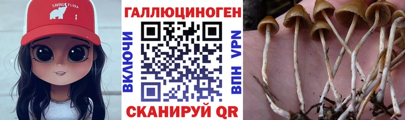 Купить  Рубцовск  Галлюциногенные грибы Psilocybine cubensis 